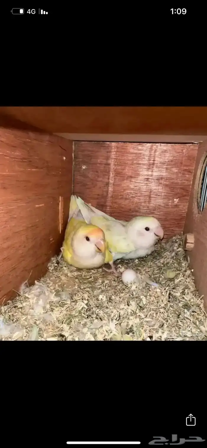 فندقه طيور 1