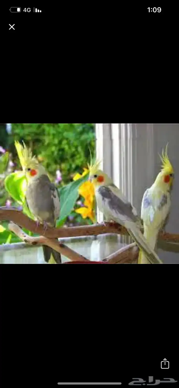 فندقه طيور 2