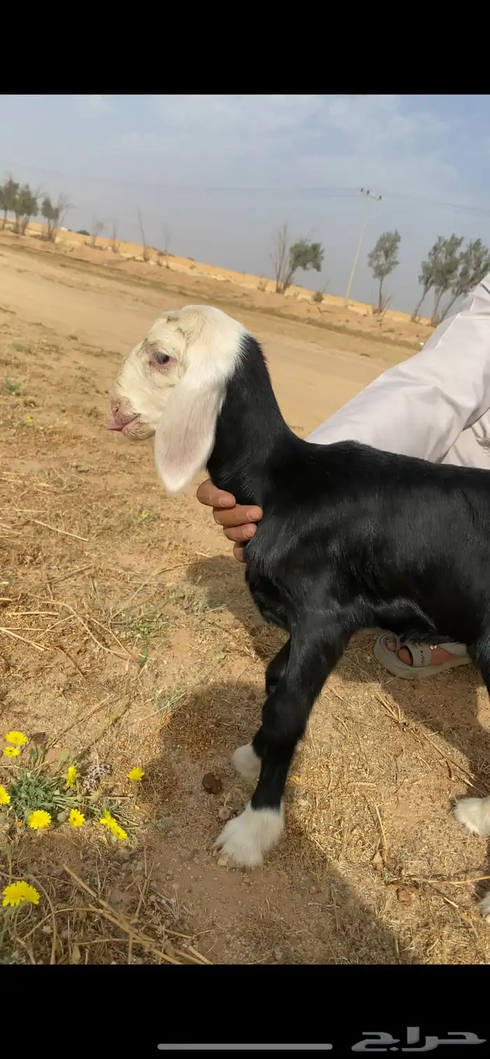 رخلة للبيع 0