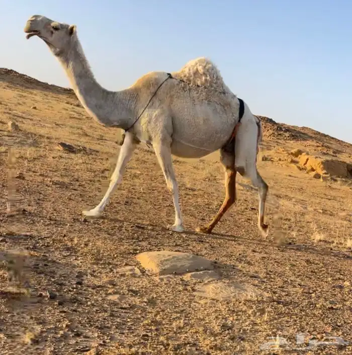 خفوت وضحا صاهوديه كفو ميتة بنتها قبل 20 يوم عندي انا 0