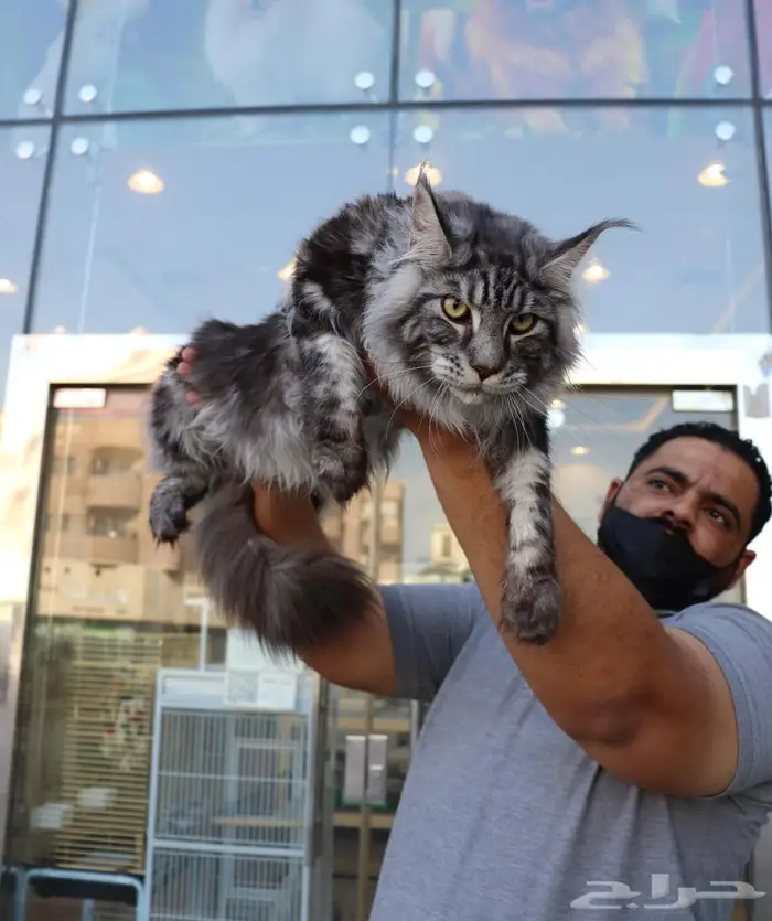 تم البيع Sold out 1