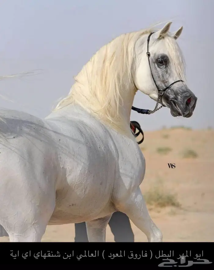 مهر مكس واهو باقي ماتسجل 1
