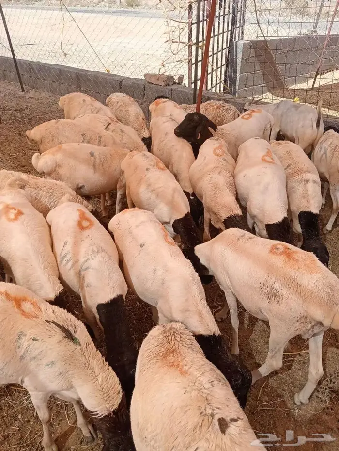 برابر وتيوس صوماليه محصنه جمله وتفريد 5