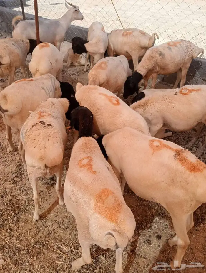 برابر وتيوس صوماليه محصنه جمله وتفريد 2