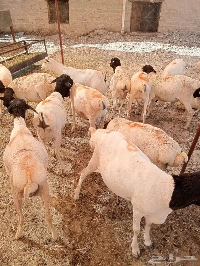 برابر وتيوس صوماليه محصنه جمله وتفريد 6