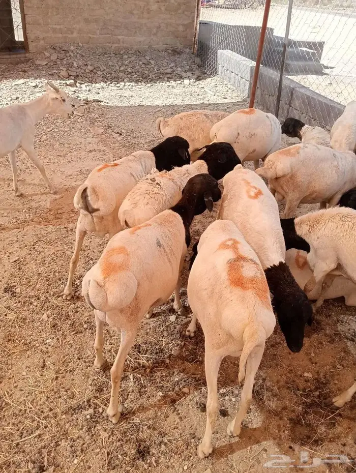 برابر وتيوس صوماليه محصنه جمله وتفريد 0