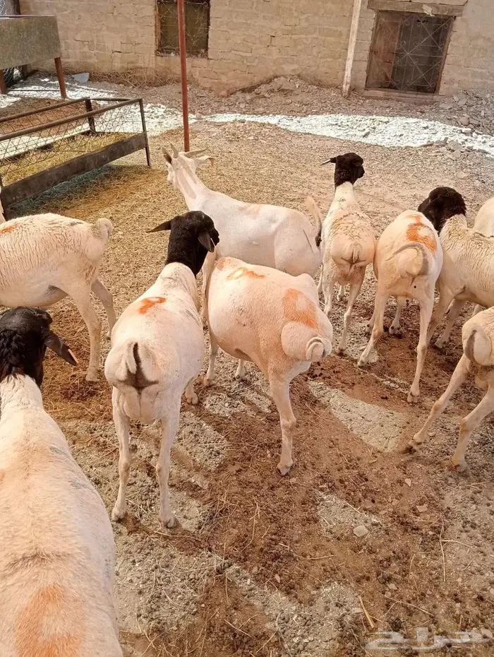 برابر وتيوس صوماليه محصنه جمله وتفريد 1