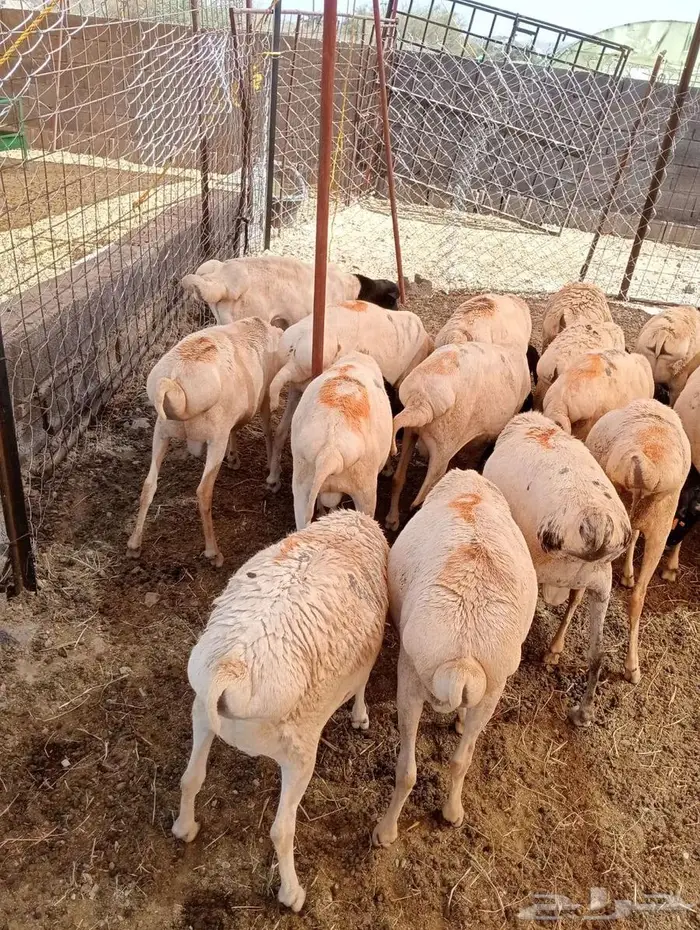 برابر وتيوس صوماليه محصنه جمله وتفريد 4