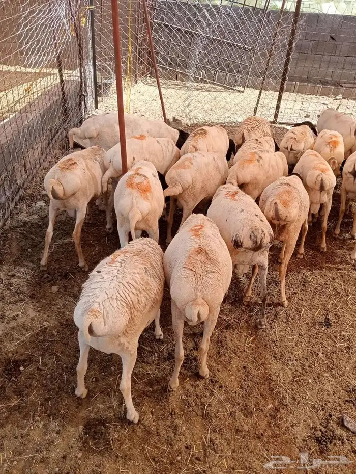 برابر وتيوس صوماليه محصنه جمله وتفريد 3