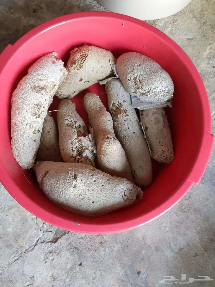 عسل بري حر القنفذة 1