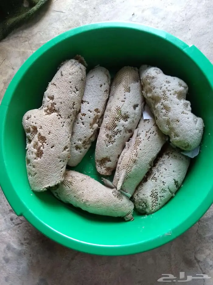 عسل بري حر القنفذة 0
