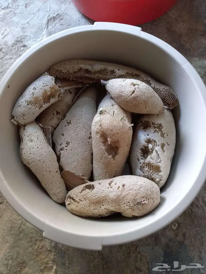 عسل بري حر القنفذة 2