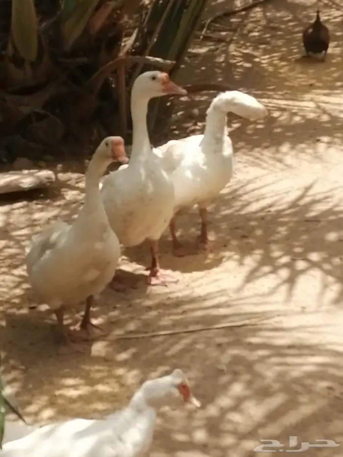 وز عراقي ابيض نوادر ذكور 21