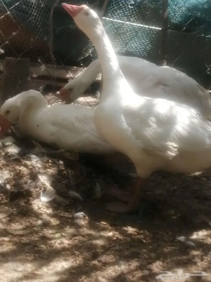 وز عراقي ابيض نوادر ذكور 13