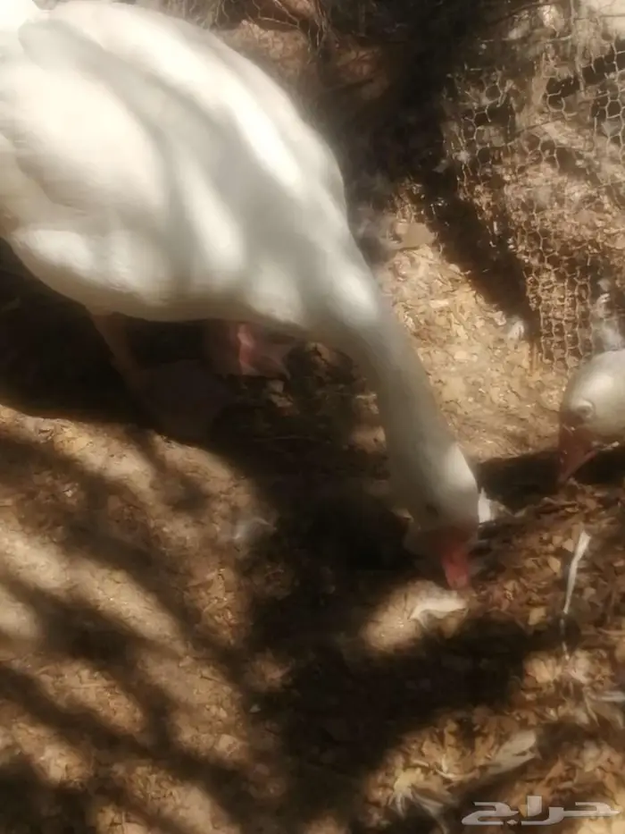 وز عراقي ابيض نوادر ذكور 5