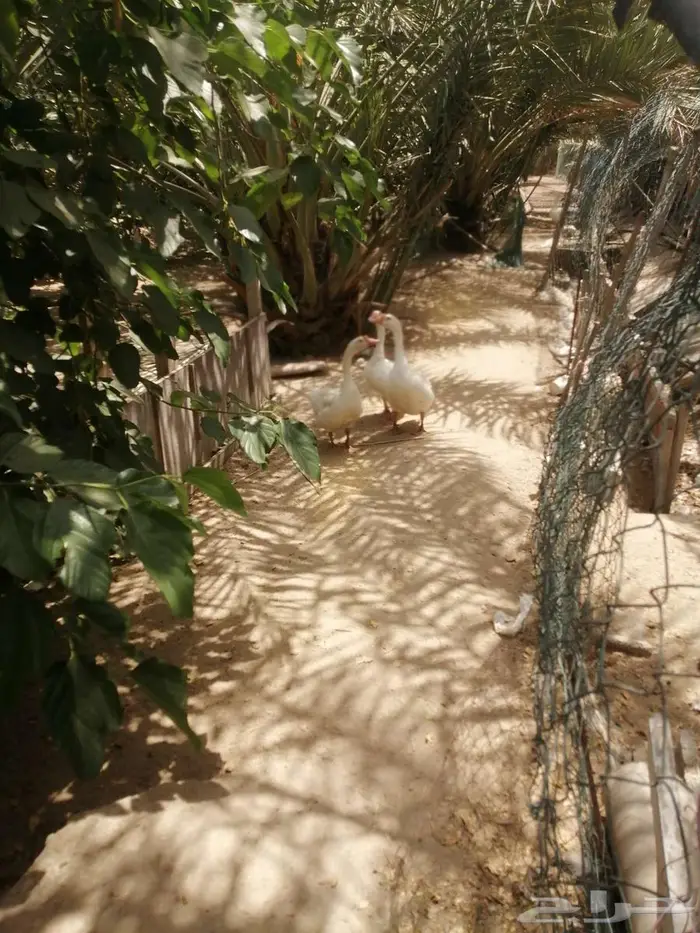 وز عراقي ابيض نوادر ذكور 4