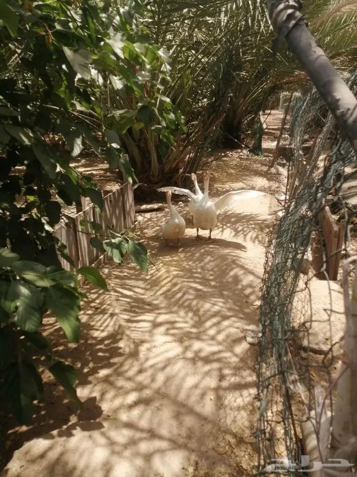 وز عراقي ابيض نوادر ذكور 3