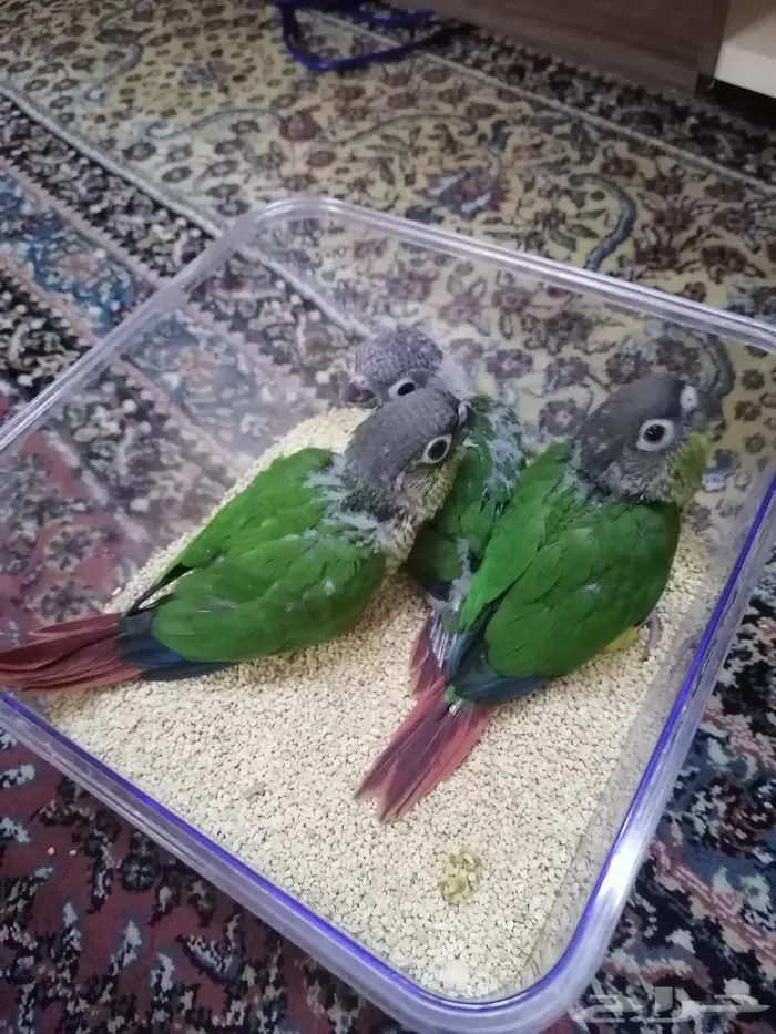 فروخ كنيور يلو سايد ((تم البيع)) 1