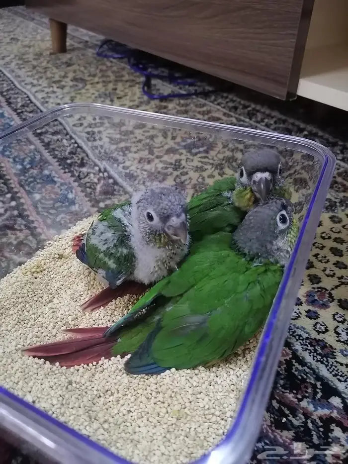 فروخ كنيور يلو سايد ((تم البيع)) 0