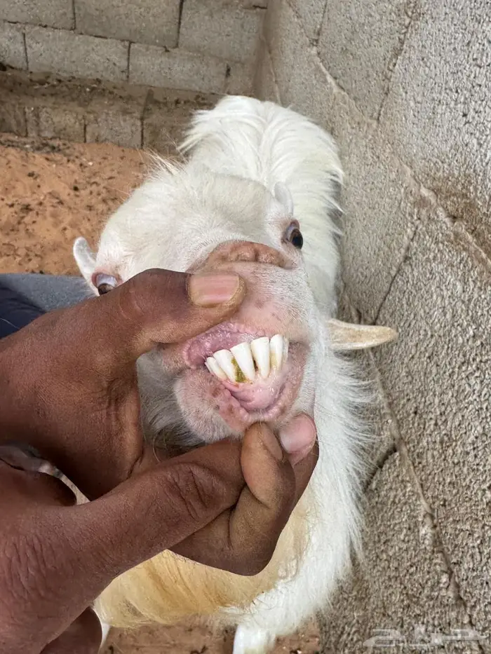 فحل قزمي ابيض واخر بني ومواليد 4