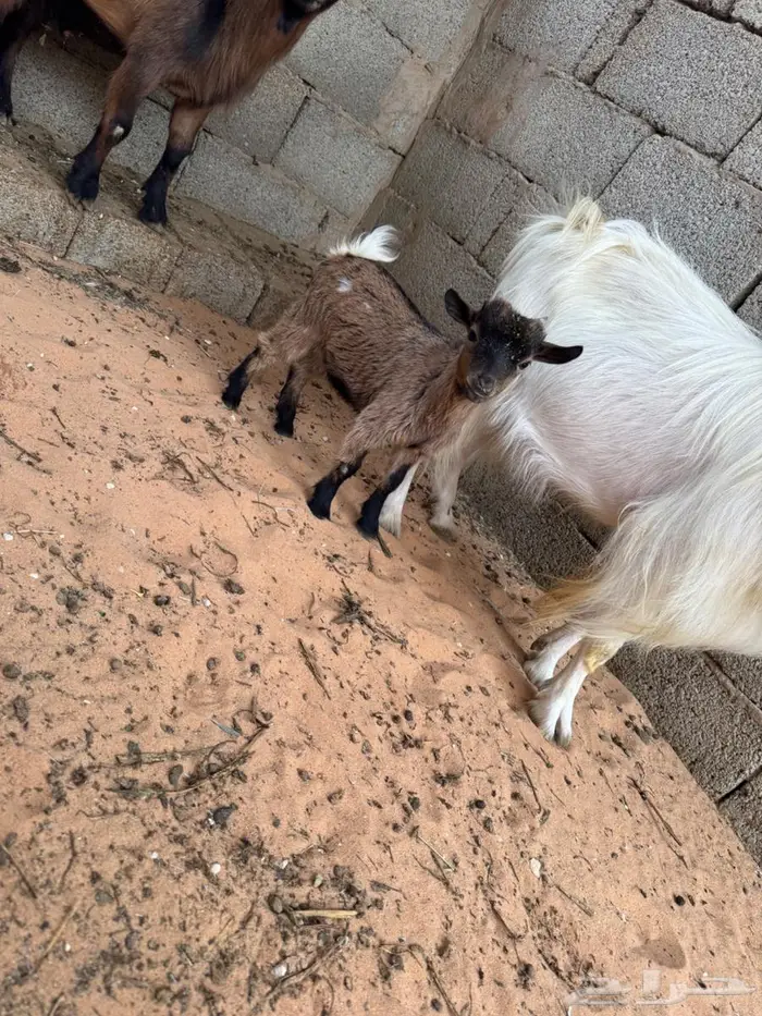 فحل قزمي ابيض واخر بني ومواليد 5