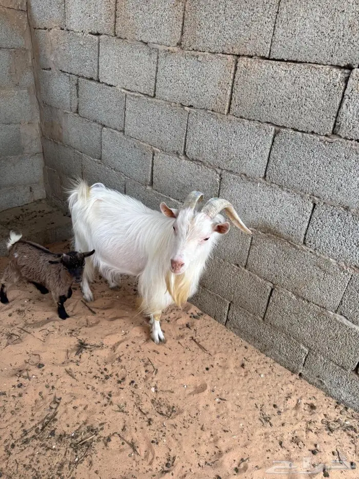 فحل قزمي ابيض واخر بني ومواليد 9