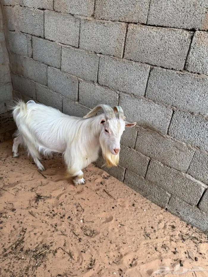 فحل قزمي ابيض واخر بني ومواليد 8