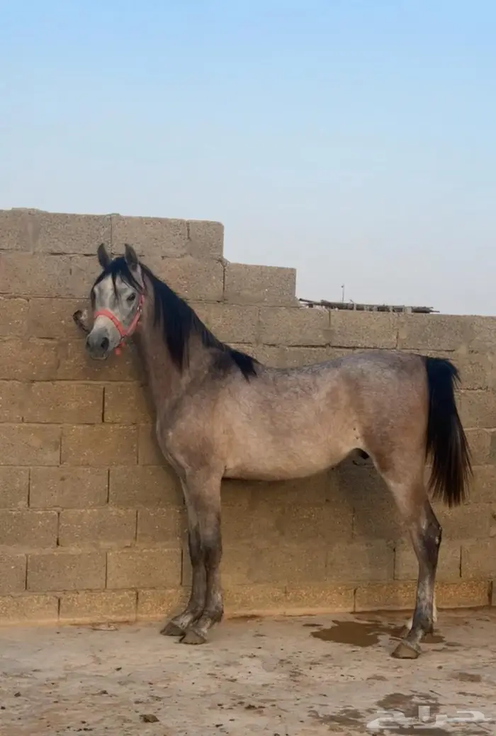 مهر مكس واهو باقي ماتسجل 0