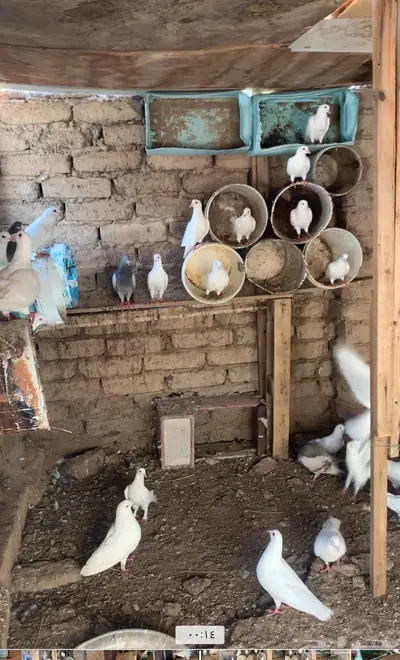 حمام فرنسي لاحم عدد 17 زوج للبيع 1