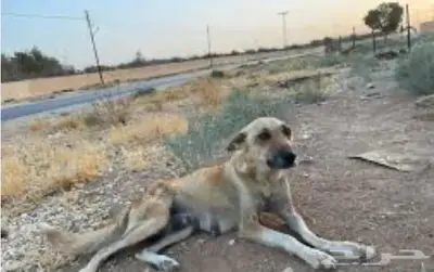 اليف 0