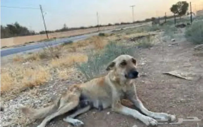 اليف 0