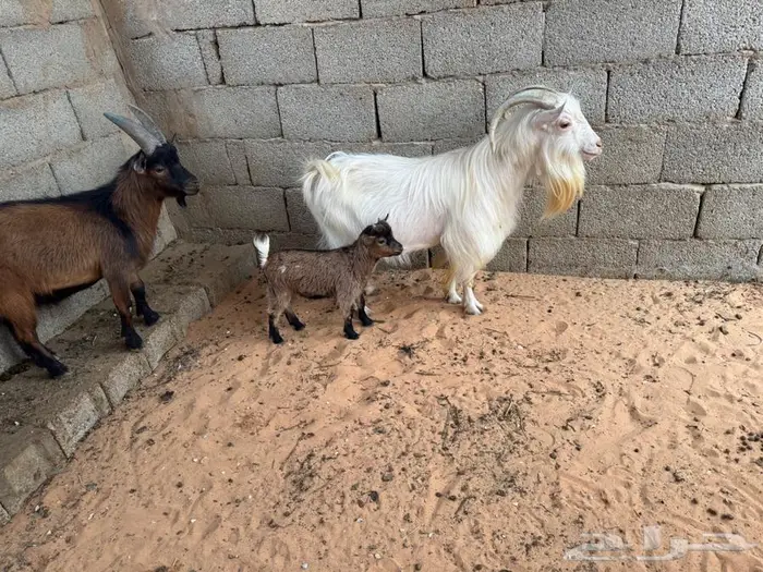 فحل قزمي ابيض واخر بني ومواليد 1