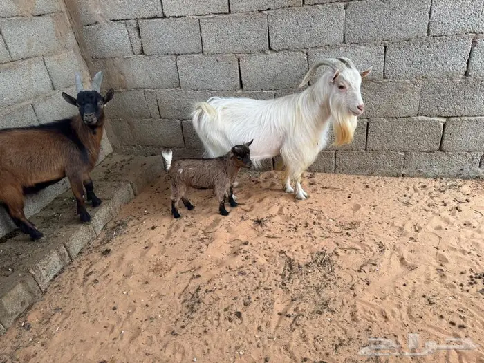 فحل قزمي ابيض واخر بني ومواليد 2