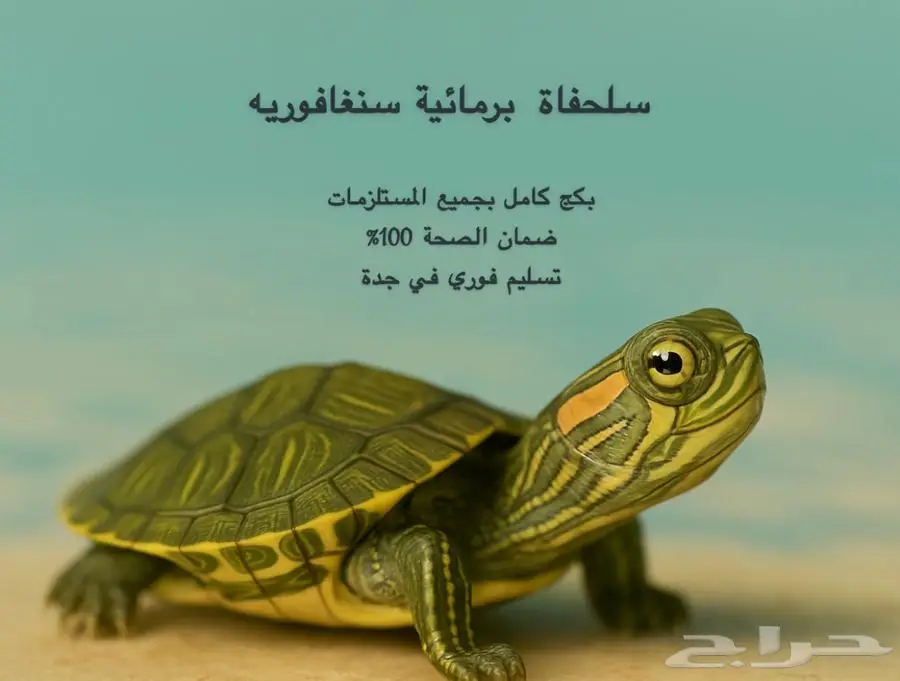 سلاحف مائية ريد اير سلحفاة الاذن الحمراء 0