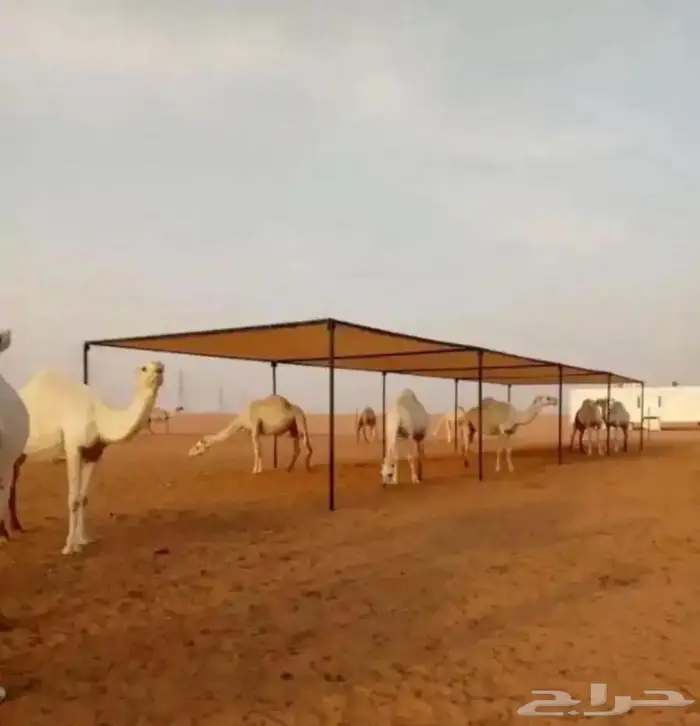 مظلات البل بفضل السعار درف ابل جميع المقاسات حواض رودس 14
