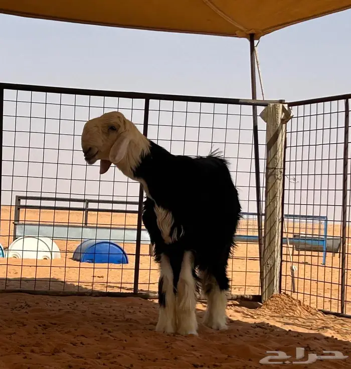 جذع نجدي صنف ((مشروع فحل)) 3