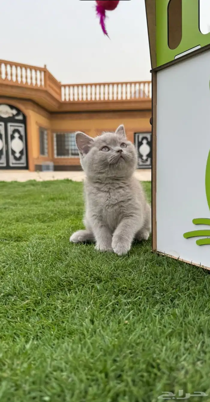 بريتش شورت هير كيتين تم البيع 0