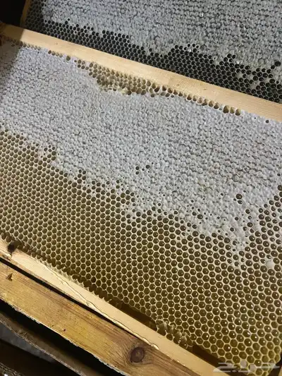 عسل المورنقا والحمضيات 0