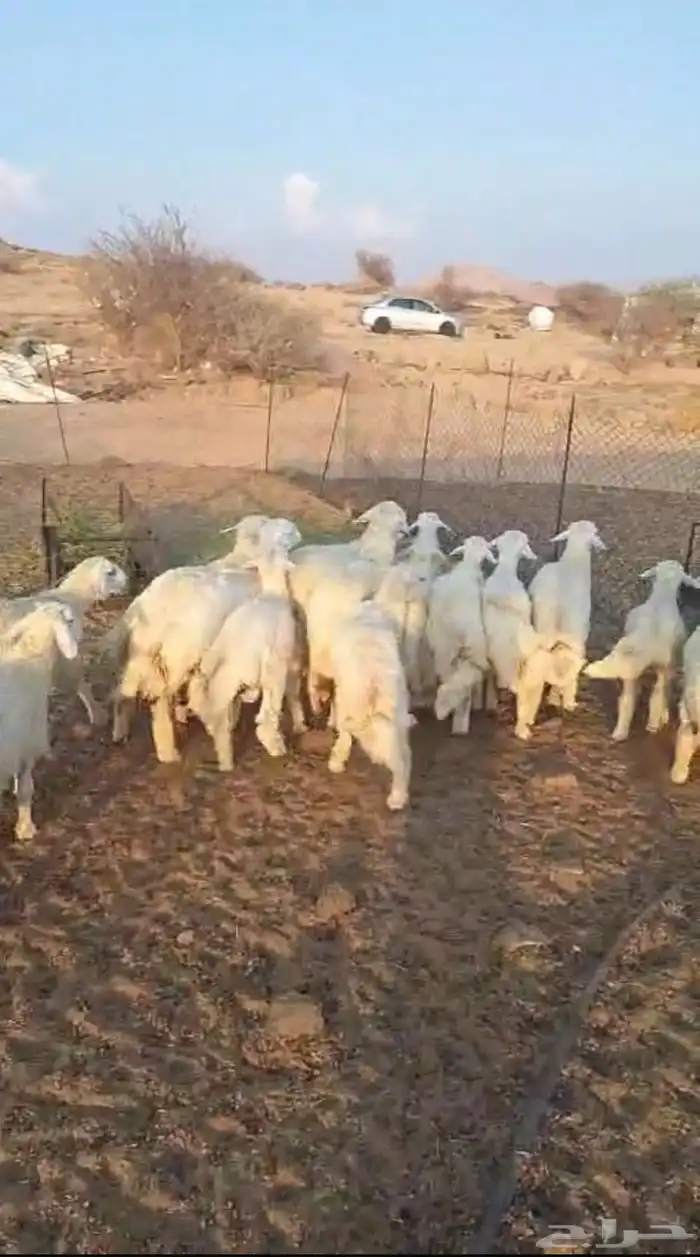 طليان أضاحي 2