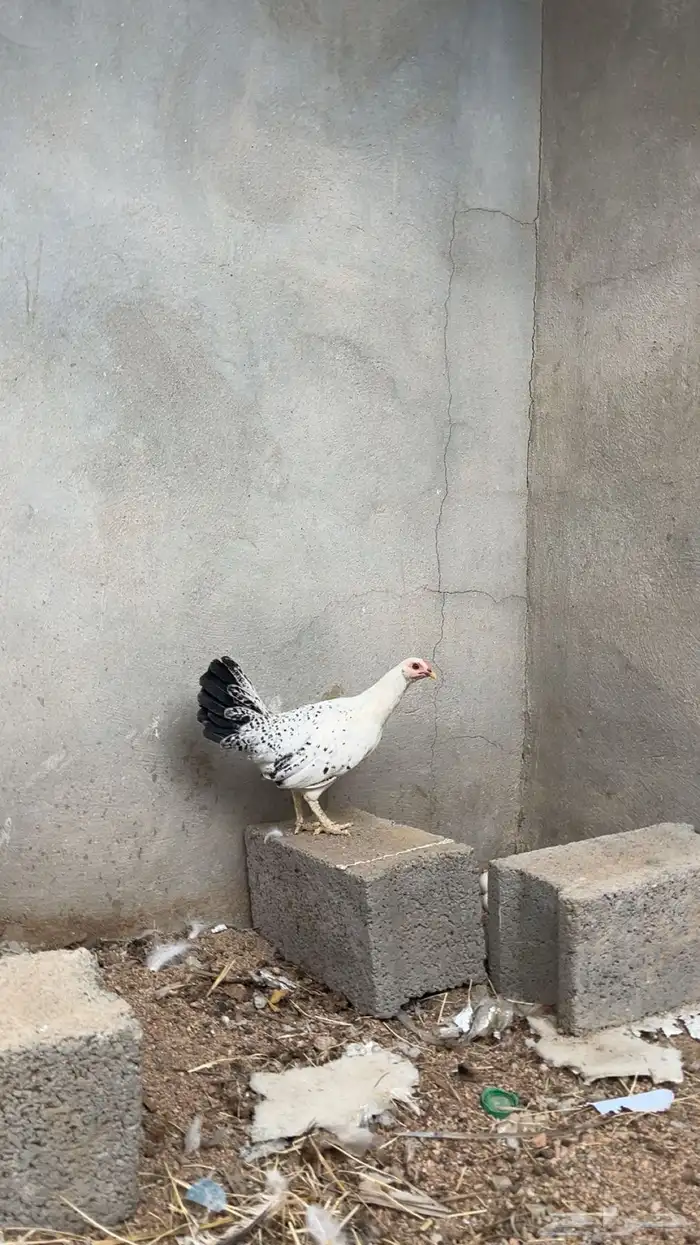 فروجه بلديه تم البيع 1