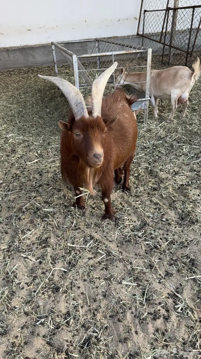 فحل ماعز قزم منتج 0