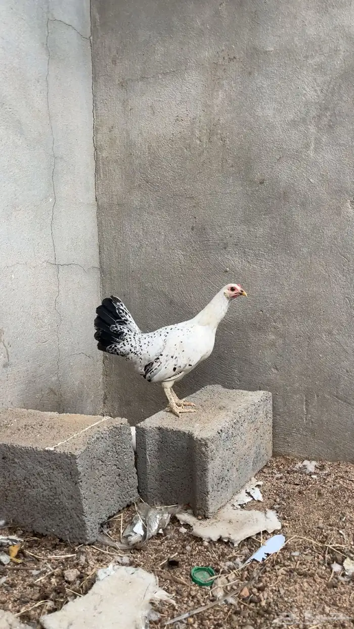 فروجه بلديه تم البيع 0