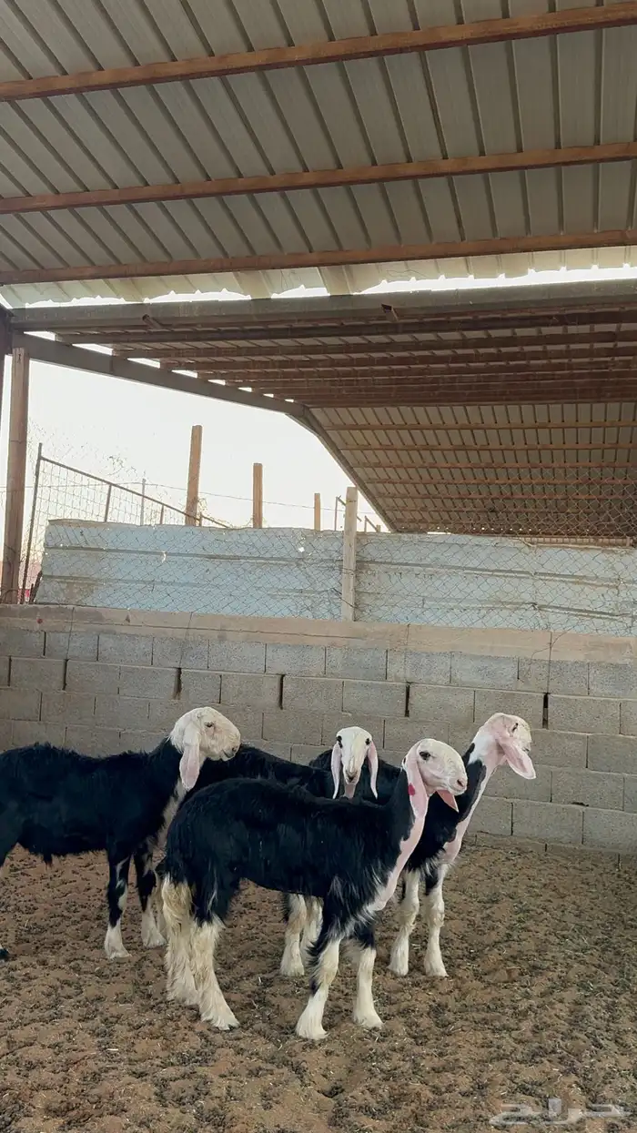 رخال نجد صنف 0