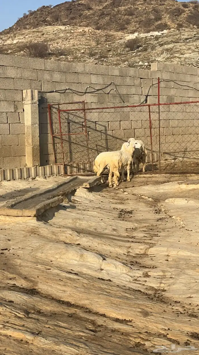 خرفان سمان ( تم البيع ) 2