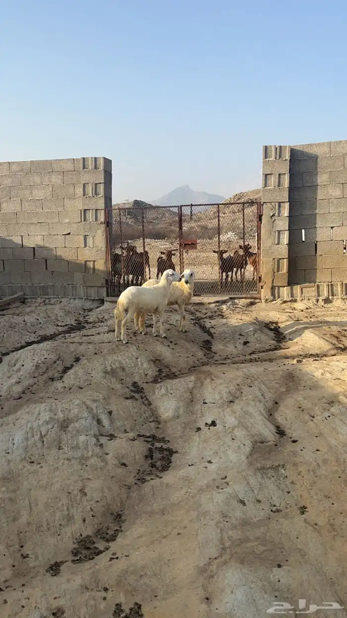 خرفان سمان ( تم البيع ) 1