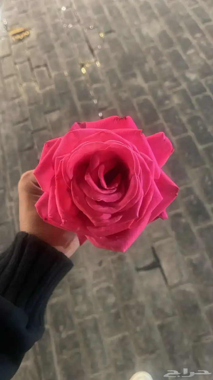 مشتل بسعر مناسب 18