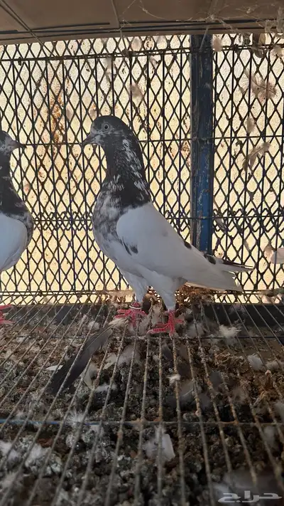 حمام باكستاني 0