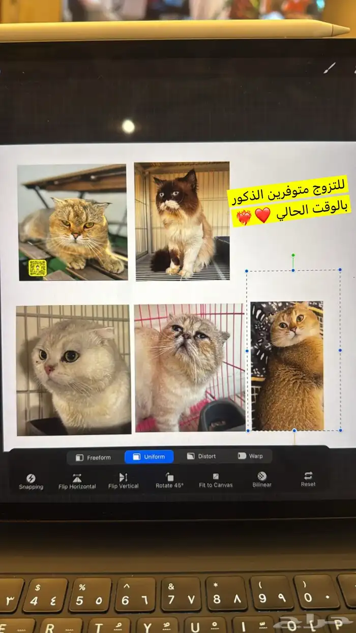 للتزاوج قطط ذكور مستويات جميله 0