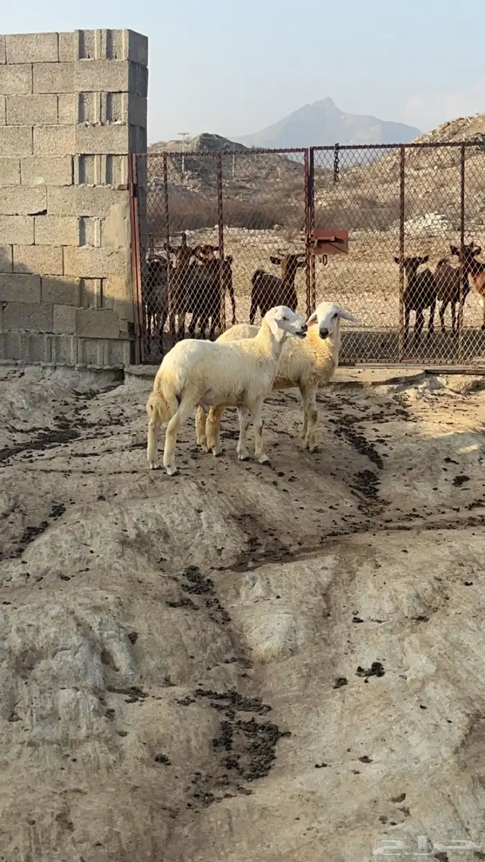 خرفان سمان ( تم البيع ) 0