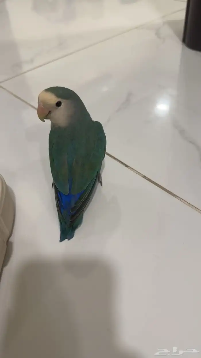 فاق طير روز الي يلقيه يرسل لي وعليه حجل 0